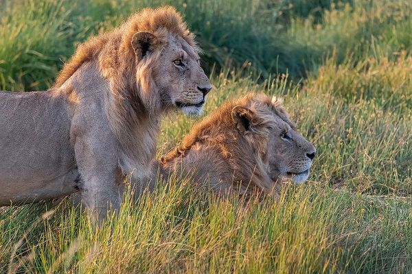 Africa-Tanzania-Serengeti National Park Male lions close-up